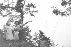AGI-Bologna_01688-Albero_1950__coccinelle-BO1-primo-accantonamento