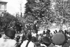 AGI-Bologna_01689-Albero_1950__coccinelle-BO1-primo-accantonamento