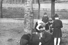 AGI-Bologna_01694-Albero_1951_coccinelle-BO1-S.Giorgio-a-Villa-Favorita