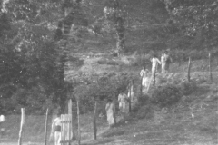AGI-Bologna_01713-Albero_1953_coccinelle-BO1-e-Mirandola-a-Granaglione-in-accantonamento