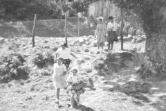 AGI-Bologna_01714-Albero_1953_coccinelle-BO1-e-Mirandola-a-Granaglione-in-accantonamento
