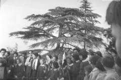 AGI-Bologna_01723-Albero_1953__coccinelle-BO1-a-Palazzo-Rossi-di-Pontecchio-Marconi