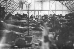 ASCI-Bologna_01265-Albero_1922_rinnovo-Promessa-S.Giorgio-di-Firenze-Giardino-della-Gherardesca_23aprile