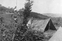 ASCI-Bologna_01551-Albero_1946_campo-di-Piamaggio