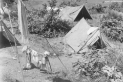 ASCI-Bologna_01552-Albero_1946_campo-di-Piamaggio