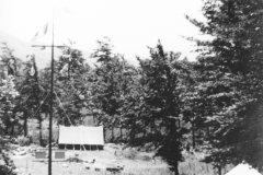 ASCI-Bologna_01750-Albero_1950-inizio-decennio_BO16-campo-estivo