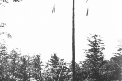 ASCI-Bologna_01751-Albero_1950-inizio-decennio_BO16-campo-estivo