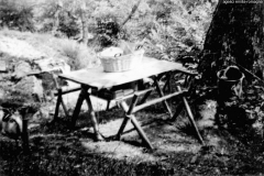 ASCI-Bologna_01791-Albero_1950_BO16-sq.Volpi_campo-estivo-a-Bardalone
