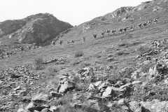 ASCI-Bologna_00382-Albero_1964_Garisenda-Sud_route-naz-rover-Abruzzo_agosto