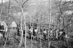 ASCI-reg.EmRomagna_01379-Albero_1924_campo-scuola-Vergato_apr